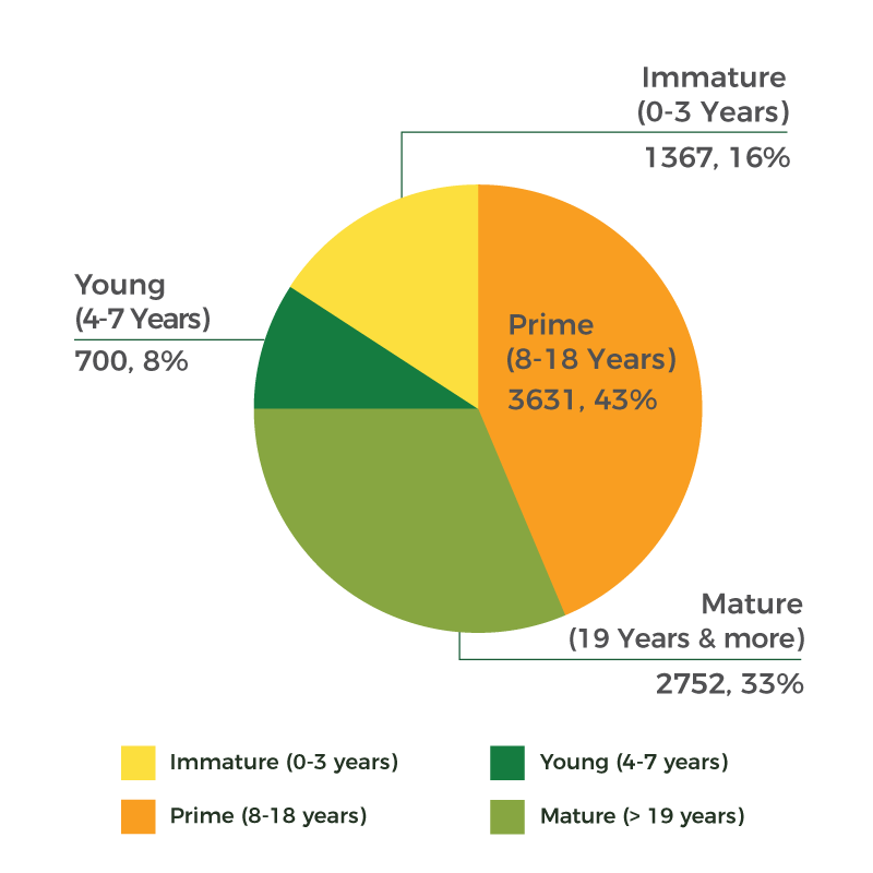 Oil-Palm-Age-Profile-e