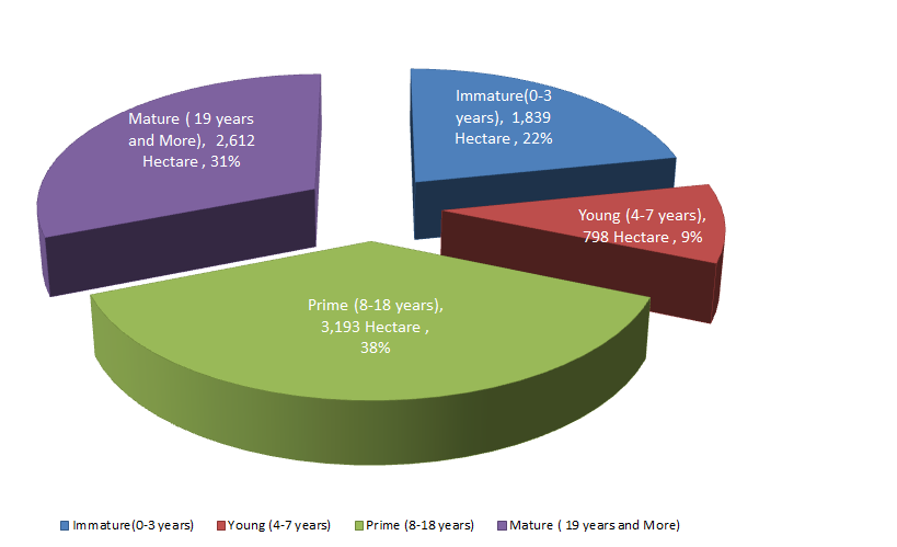Oil Palm Age Profile