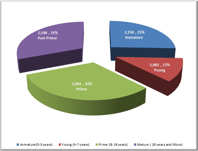 Oil Palm Age Profie